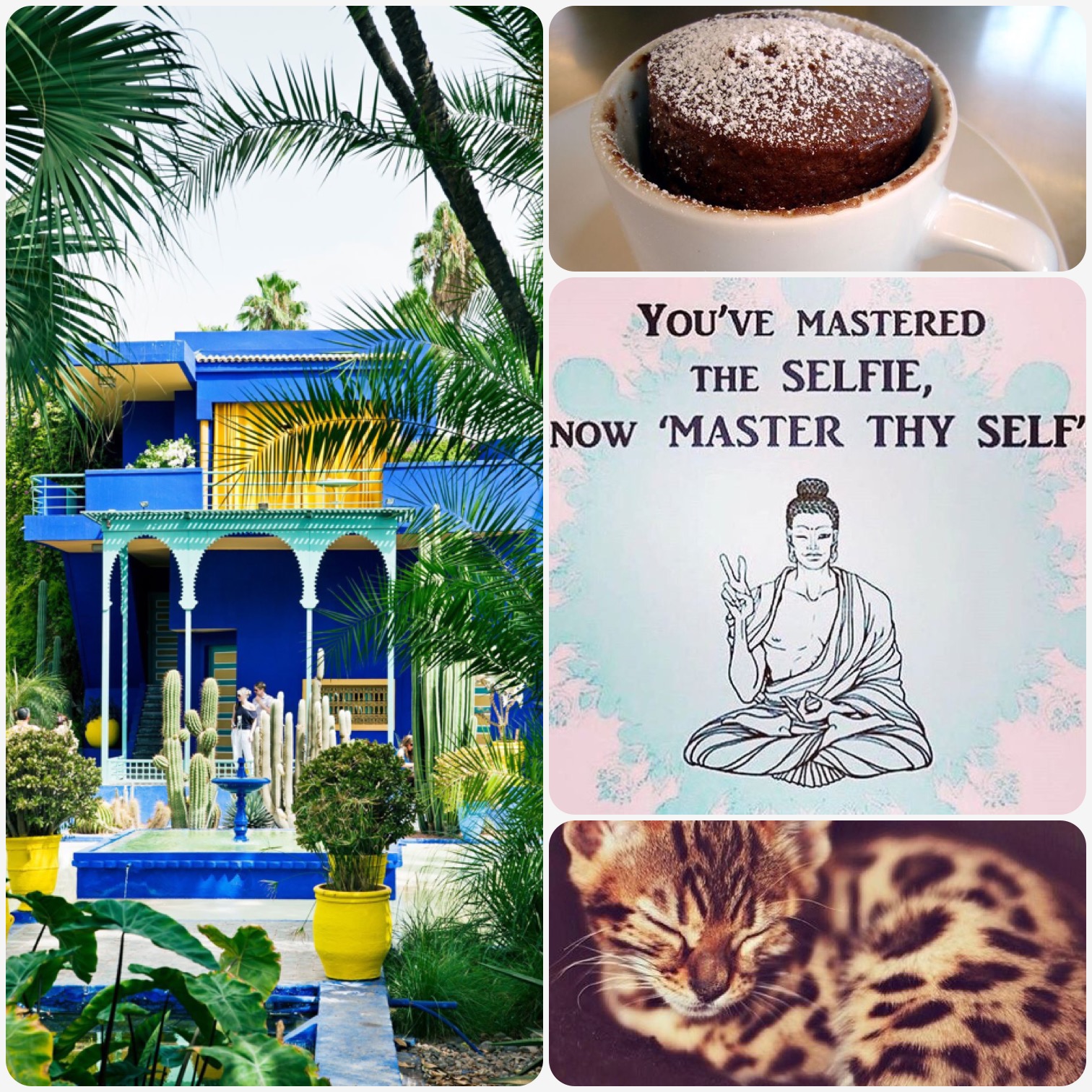 Fab Friday 💜 Marrakesh 💜 Kero mug cake 💜 Master thy self 💜 Leopard spotted kitten
